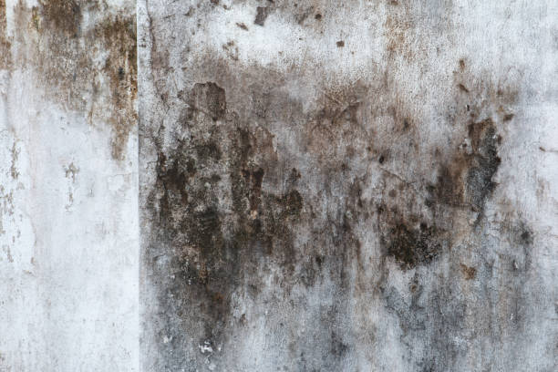 Best Forensic Mold Investigation  in Story City, IA