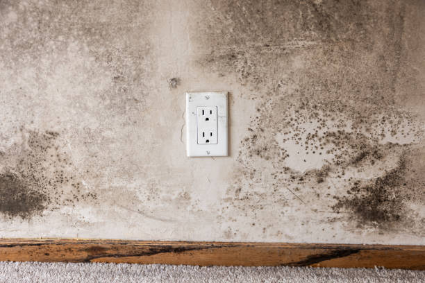 Best Residential Mold Inspection & Testing  in Story City, IA