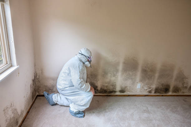 Best Post-Construction Mold Inspection  in Story City, IA