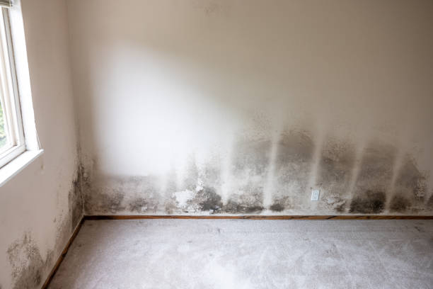 Best Industrial Mold Remediation  in Story City, IA