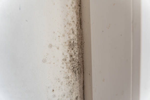Best Mold Removal for HVAC Installations  in Story City, IA