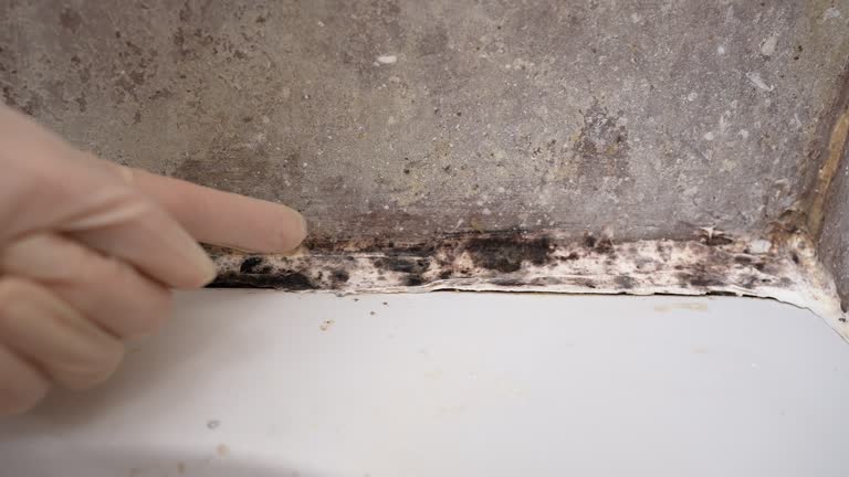 Mold Removal for HVAC Installations in Story City, IA